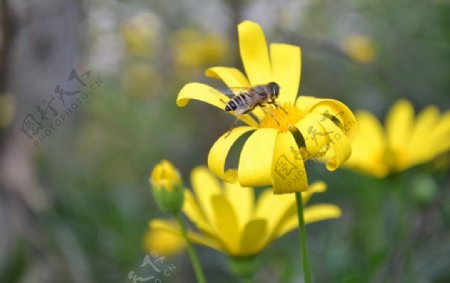 蜜蜂雏菊图片