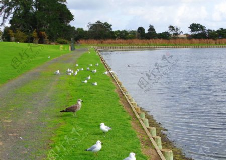 新西兰野鸭湖风景图片