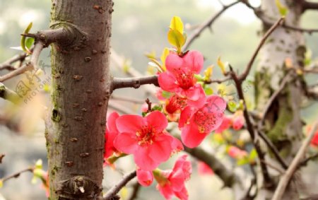 木瓜海棠图片