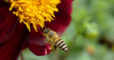 蜂儿与花朵图片