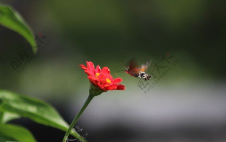 蜂鸟蛾图片