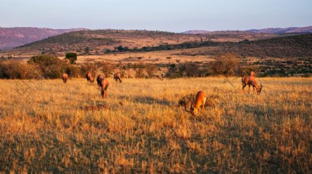 非洲大草原的鹿图片