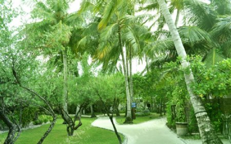 椰树林水泥路图片