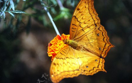 蝴蝶彩蝶自然界图片