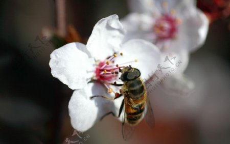 蜜蜂图片