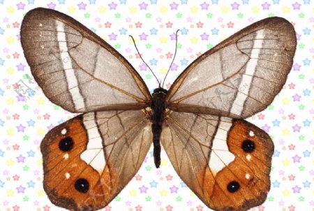 褐色尾翅黑点蝴蝶图片