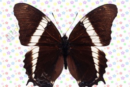 黑色白条状蝴蝶图片
