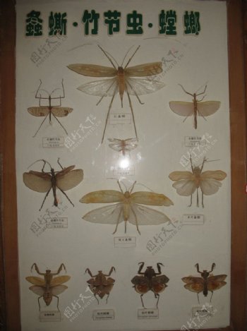 昆虫标本图片