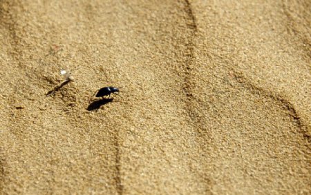 沙漠里的黑色拟步甲昆虫图片