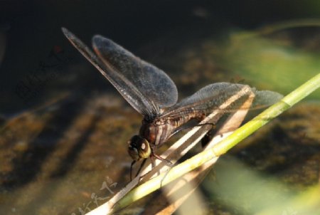 小河中的蜻蜓图片