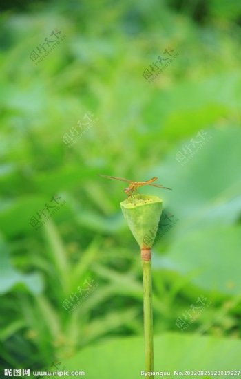 莲蓬上的蜻蜓图片