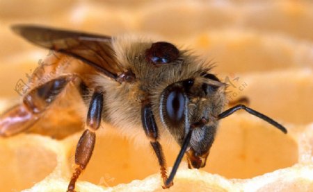 蜜蜂微距图片