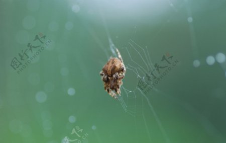 雨后蜘蛛蜘蛛网图片