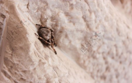 石缝中的小蜘蛛图片