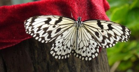 蝴蝶展翅图片