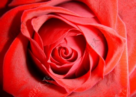 唯美玫瑰图片