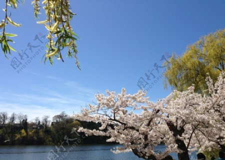 樱花湖景图图片
