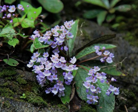 紫丁花图片