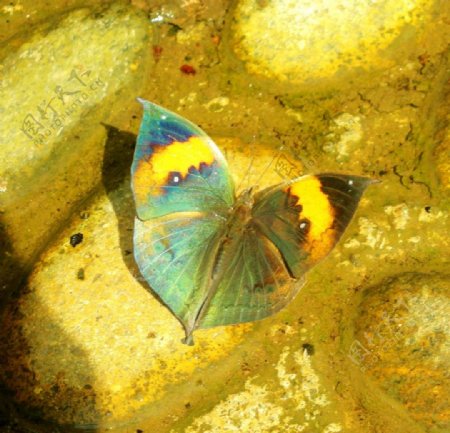 地上蝴蝶图片