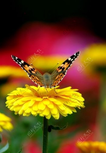 花儿与蝴蝶微距高清版图片