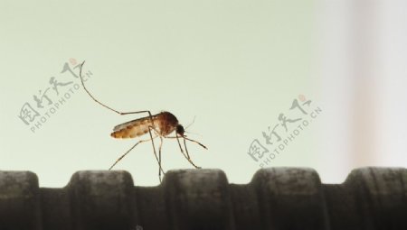 蚊子图片