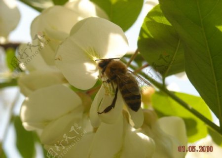 特写蜜蜂采蜜图片