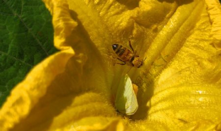 南瓜花里的蝴蝶和蜜蜂图片