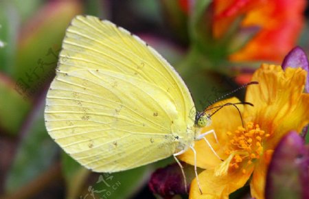 黄色花朵上的黄色蝴蝶图片