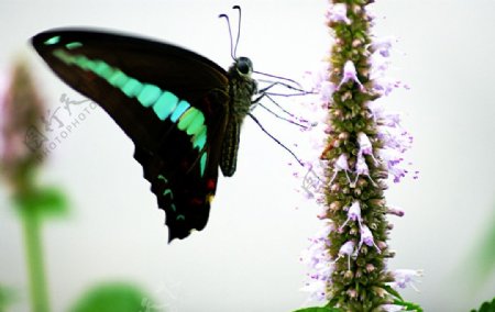 自然景观昆虫蝴蝶图片