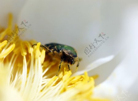 黄花上的甲虫图片
