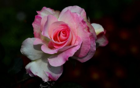 桃红玫瑰图片