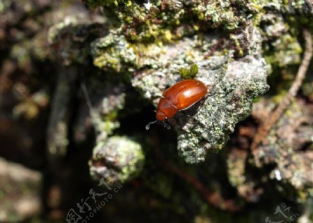 红色小甲虫图片