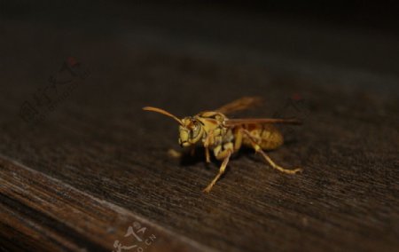 黄蜂小黄蜂图片
