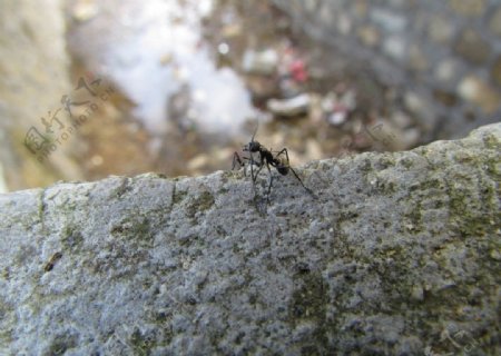 蚂蚁卫兵图片