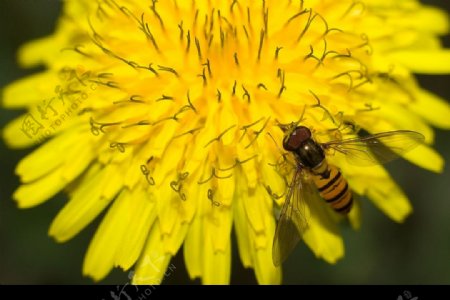 蜜蜂和蒲公英花图片