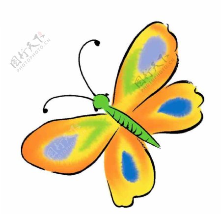蝴蝶昆虫手绘图片