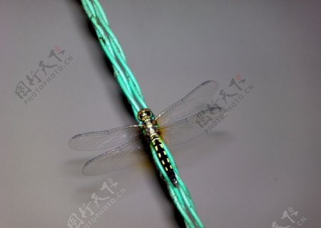 电线上的蜻蜓图片