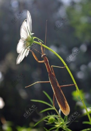 螳螂与花卉图片