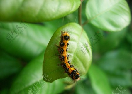台湾黄毒蛾幼虫图片
