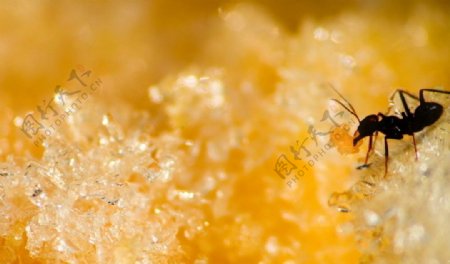 冰凌上的小蚂蚁图片