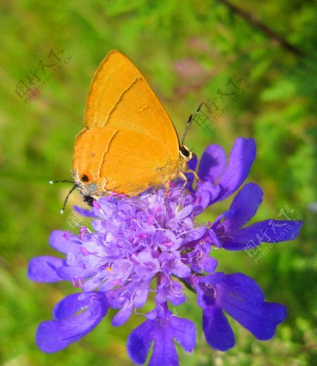 蓝花上的黄蝴蝶图片