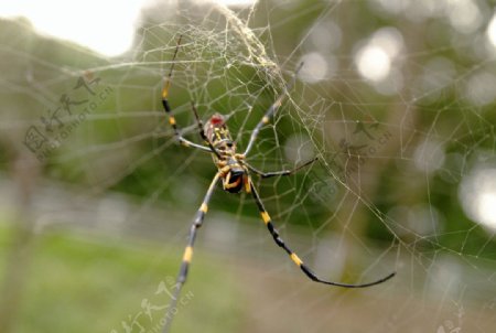结网的蜘蛛图片