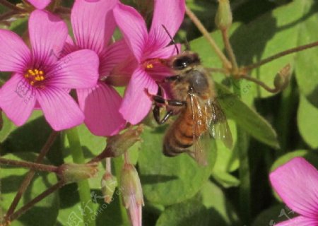蜜蜂红花图片