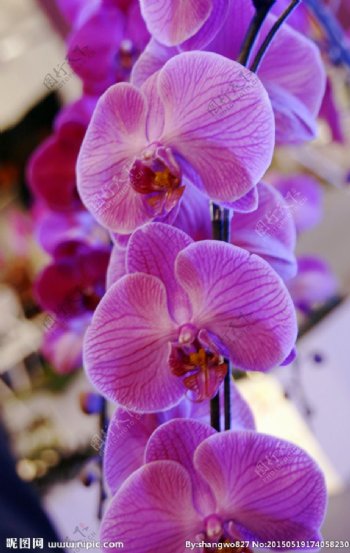 紫丁花图片