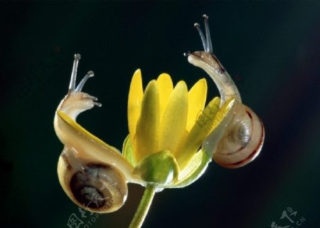 高清素材蜗牛图片