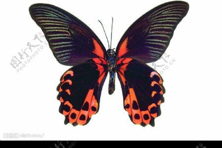 台灣紅尾斑蝶图片
