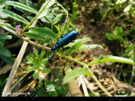 蓝色甲壳虫图片