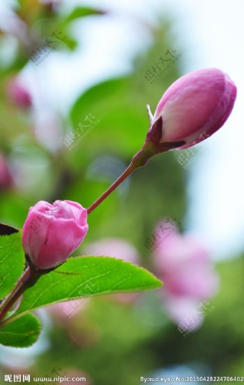 垂丝海棠花蕾图片