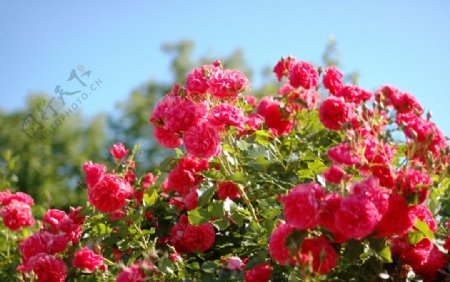 盛开的蔷薇图片