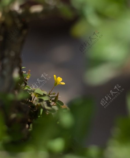 一朵小黄花图片